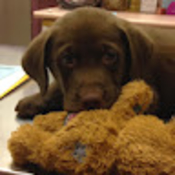 Meet your Posher, Holly - Picture 1 of 1